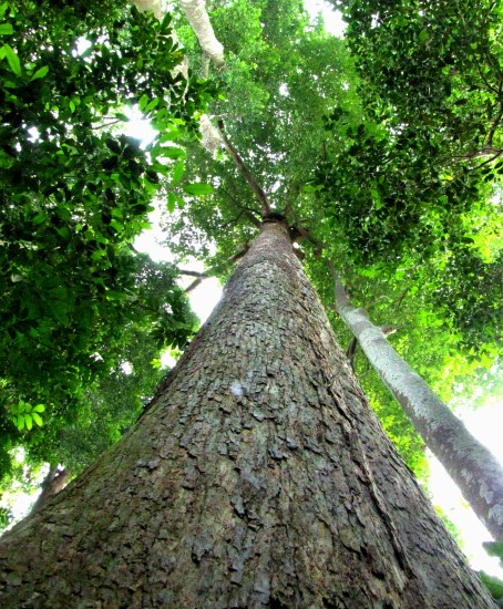 Tree Image